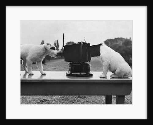 Puppies Play with Camera by Anonymous