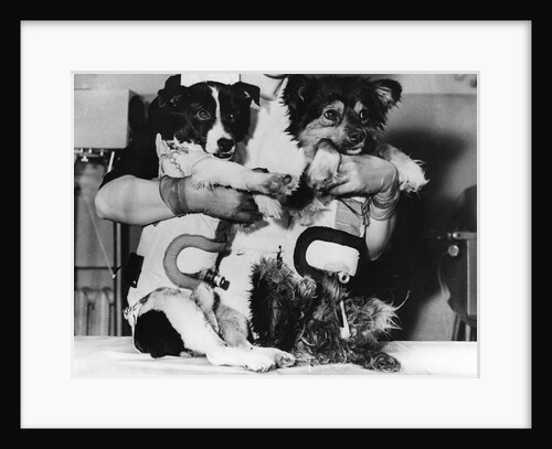 Soviet Spacedogs by Anonymous