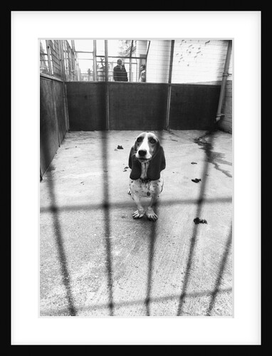 Beagle at Battersea Dog's Home by Anonymous