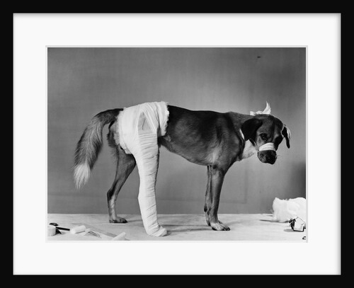 Dog With Bandaged Hind Leg by Anonymous