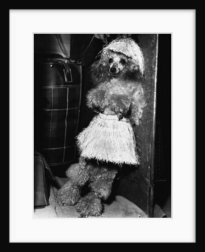 Grass-Skirted Poodle by Anonymous