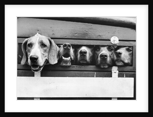 Foxhounds in a Trailer by Anonymous