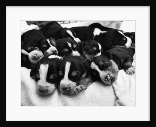 Swedish Foxhound Pups Asleep in Basket by Anonymous