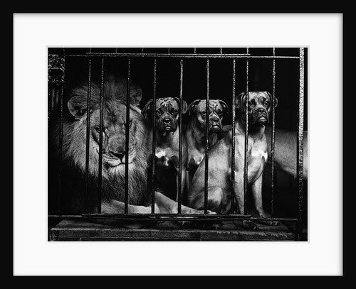Lion With Boxers in a Cage by Anonymous