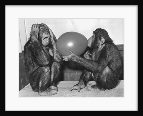 Chimpanzee Inflates a Balloon by Anonymous