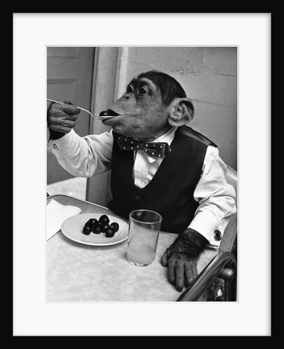 Chimpanzee Dining at a Table by Anonymous