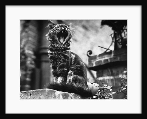 A Tired Cat by Anonymous