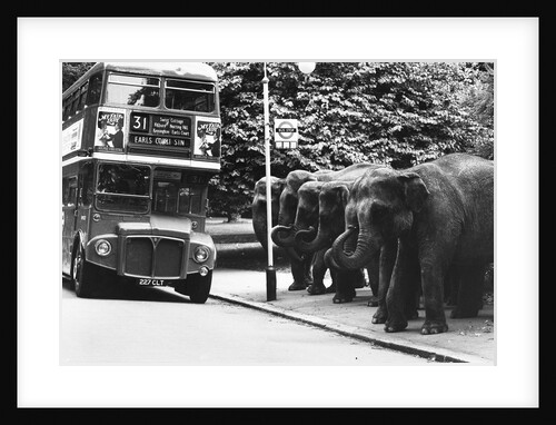 Elephants Queue at Battersea Park Bus Stop by Anonymous