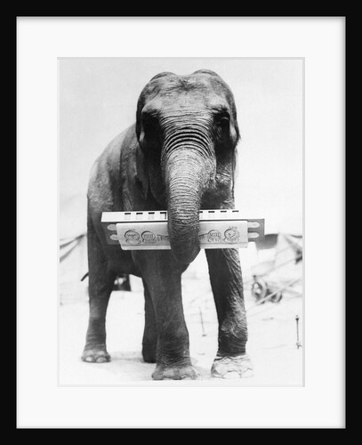 Circus Elephant With Harmonica by Anonymous