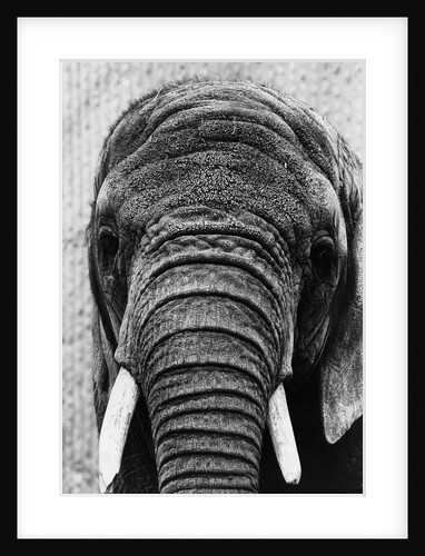 Face of an Elephant by Anonymous
