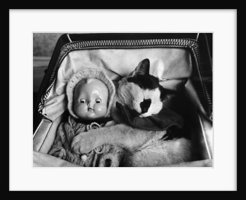 Cat Asleep in a Pram by Anonymous