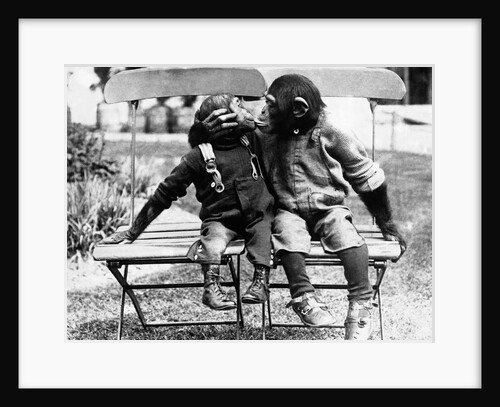 Chimpanzees Embracing by Anonymous