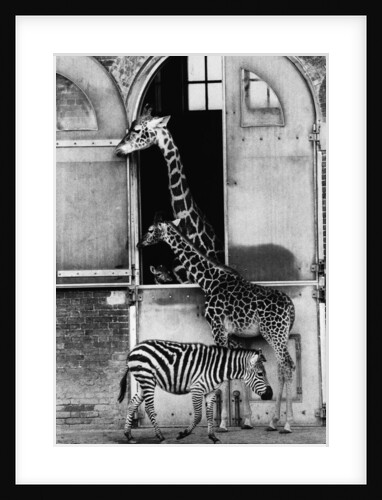 Giraffe Family and Zebra by Anonymous