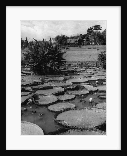 Lily Pads by Anonymous