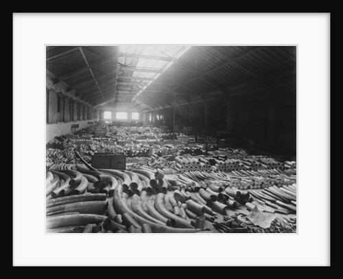 Ivory Sale in Warehouse by Anonymous