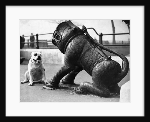 Bulldog with a Cannon by Anonymous