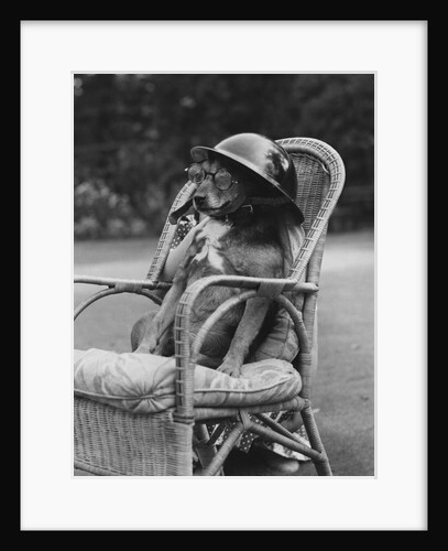Dog Wearing Air Raid Prevention Warden's Helmet by Anonymous