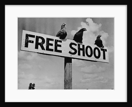 Grouse on "Free Shoot" Sign by Anonymous