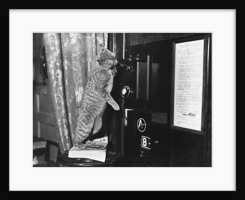 Cat on the Phone by Anonymous