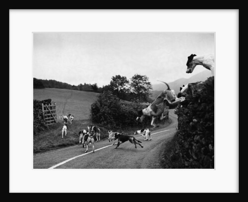 Hound Trailing by Anonymous