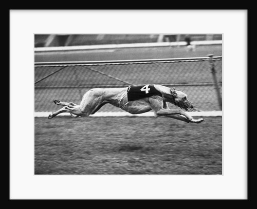 Racing Greyhound Wild Wolf by Anonymous