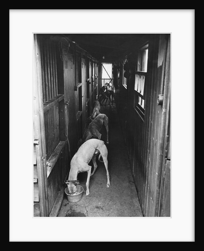 Greyhounds Being Fed in a Kennel by Anonymous