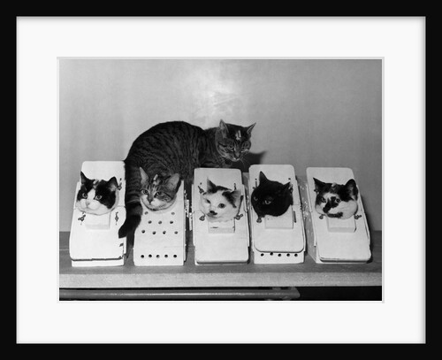 Space Cats in Training by Anonymous