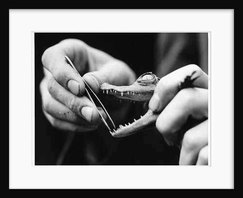 Dental Checkup for Baby Crocodile by Anonymous
