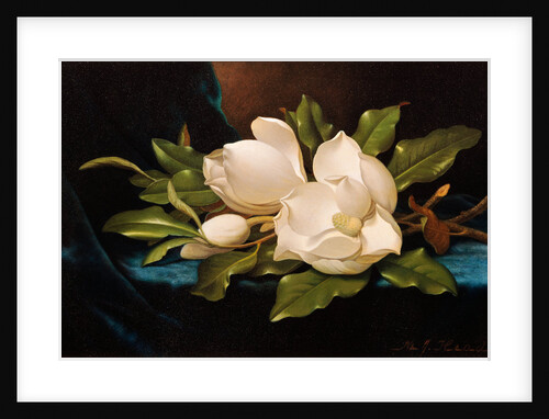 Giant Magnolias on Blue Cloth by Martin Johnson Heade