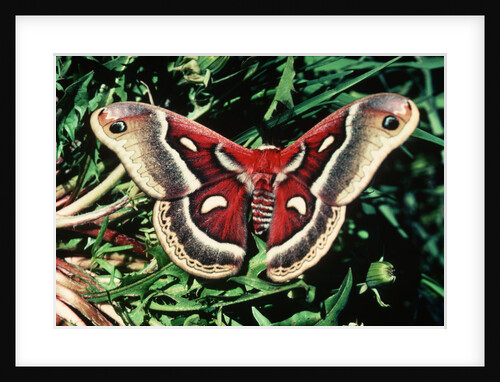Cecropia Moth by Anonymous