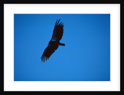 Soaring California Condor by Anonymous