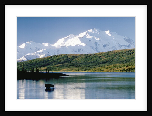 Mount McKinley and Feeding Moose by Anonymous