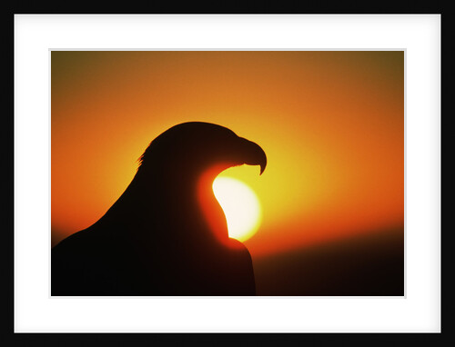 Golden Eagle at Sunrise by Anonymous