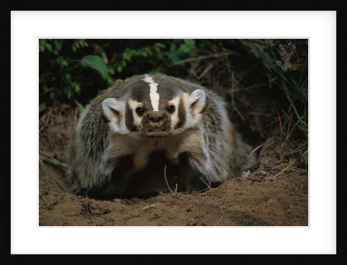 Snarling Badger at Den Opening by Anonymous