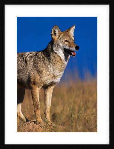 Male Coyote on the Prairie by Anonymous
