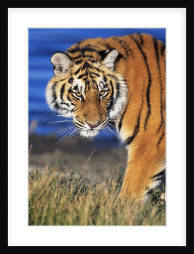 Bengal Tiger by Anonymous