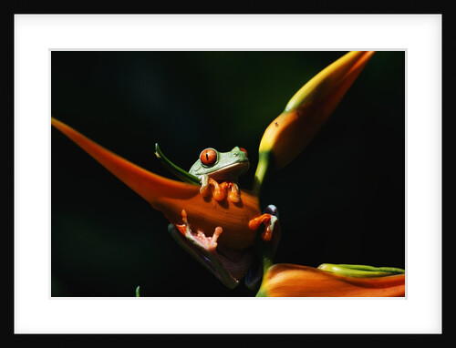 Red-Eyed Tree Frog on Ginger Plant by Anonymous