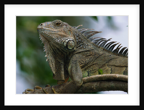 Male Green Iguana by Anonymous