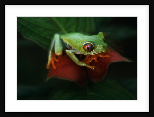 Red-Eyed Tree Frog by Anonymous