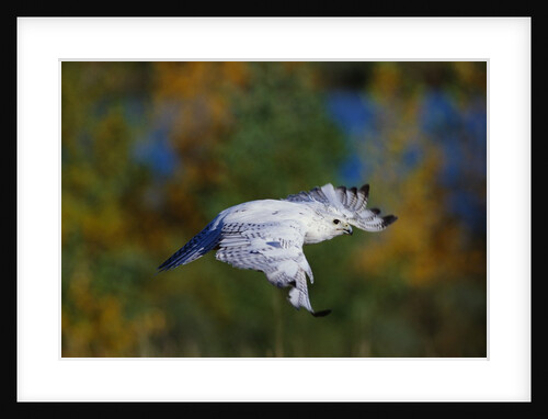 White Gyr Falcon in Flight by Anonymous