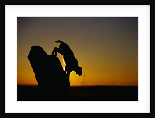 Bobcat Silhouette at Sunrise by Anonymous