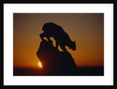 Bobcat Silhouette at Sunrise by Anonymous