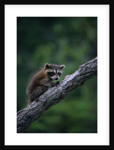 Young Raccoon on Tree Branch by Anonymous