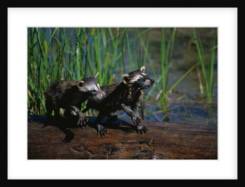 Young Raccoons after First Swim by Anonymous