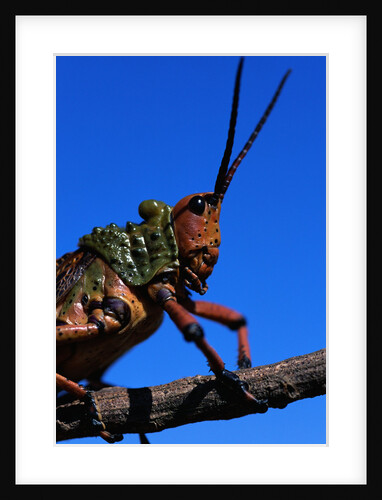 Grasshopper on a Branch by Anonymous