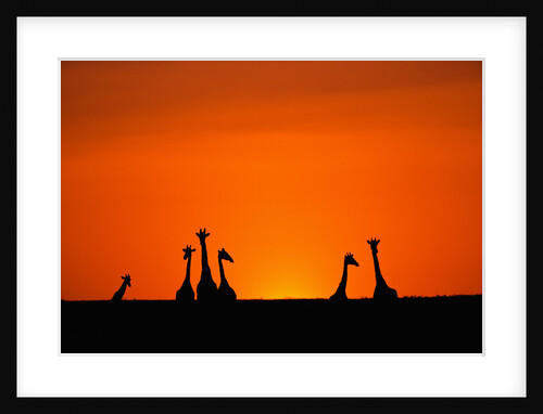 Giraffe Silhouettes at Sunset by Anonymous