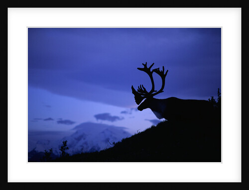 Caribou by Anonymous