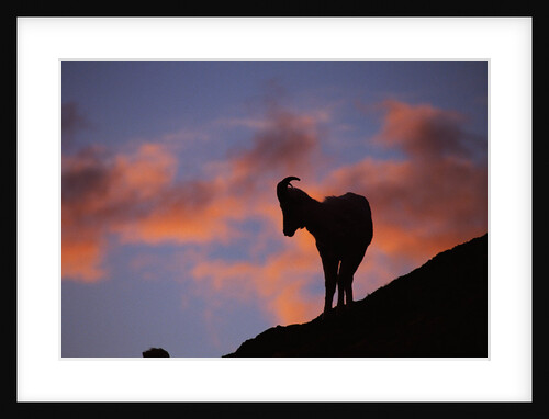 Dall's Sheep at Polychrome Pass by Anonymous