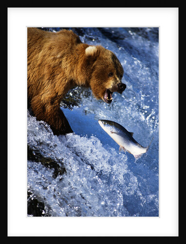 Brown Bear and Spawning Salmon by Anonymous