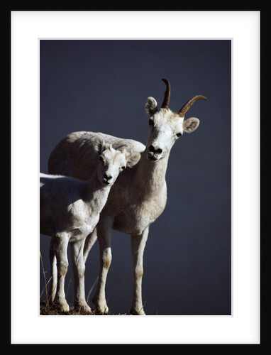 Dall's Lamb and Ewe by Anonymous